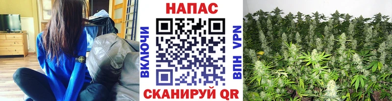 Купить где  Велиж  Канабис сатива 